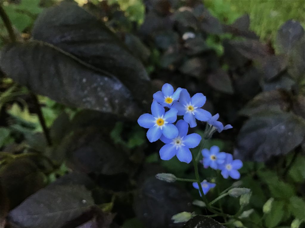 Blomman Förgätmigej. Foto Elizabeth